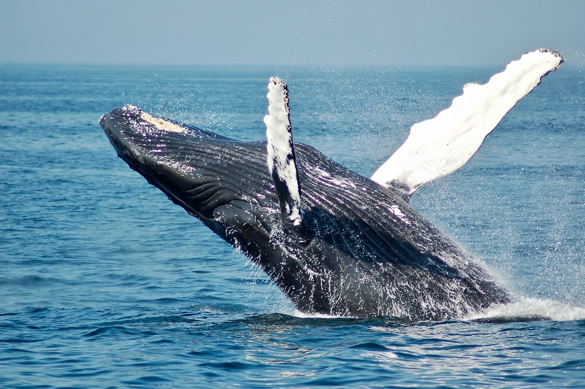 The Complete Family Guide to Whale Watching in Hawaii with Kids