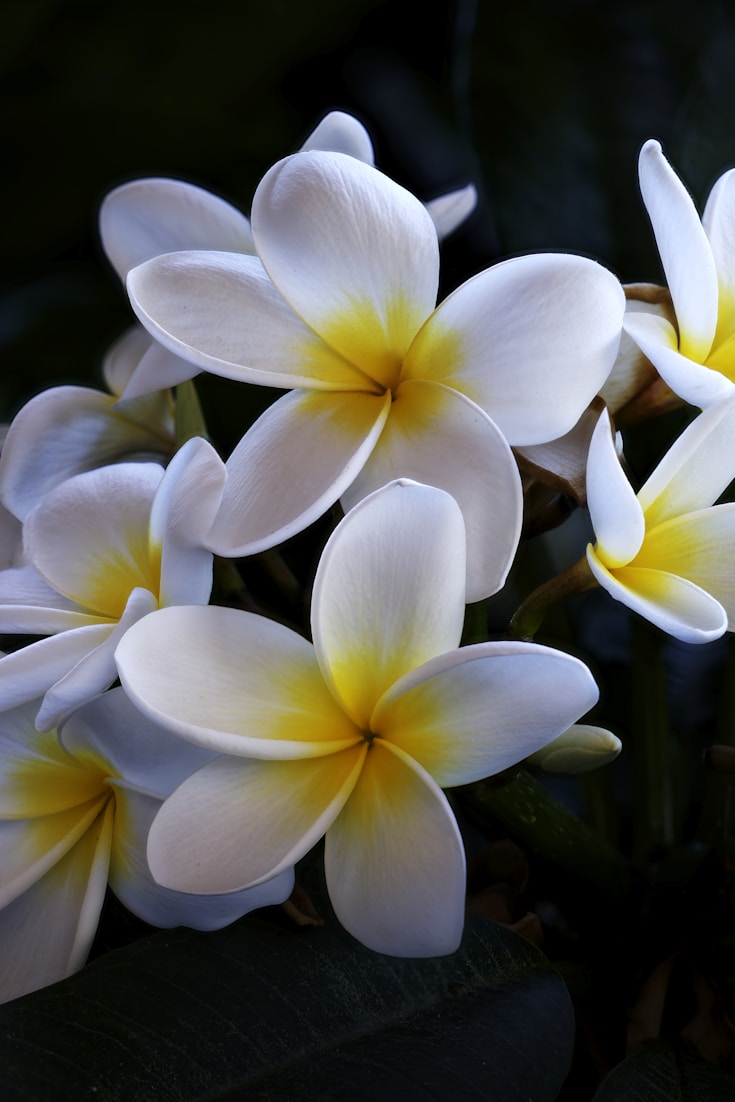 Hawaii Gardening Essentials: Growing a Tropical Paradise in Your Backyard - Pin this guide